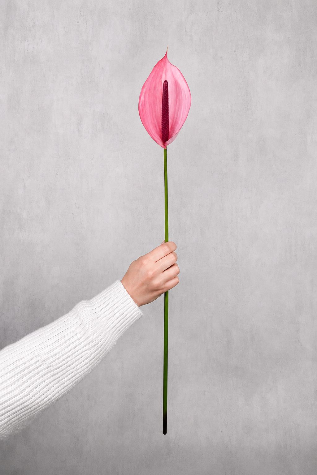 blumigo-blattwerk-und-bindegr-n-anthurie-xavia-schnittblume-pink image 1
