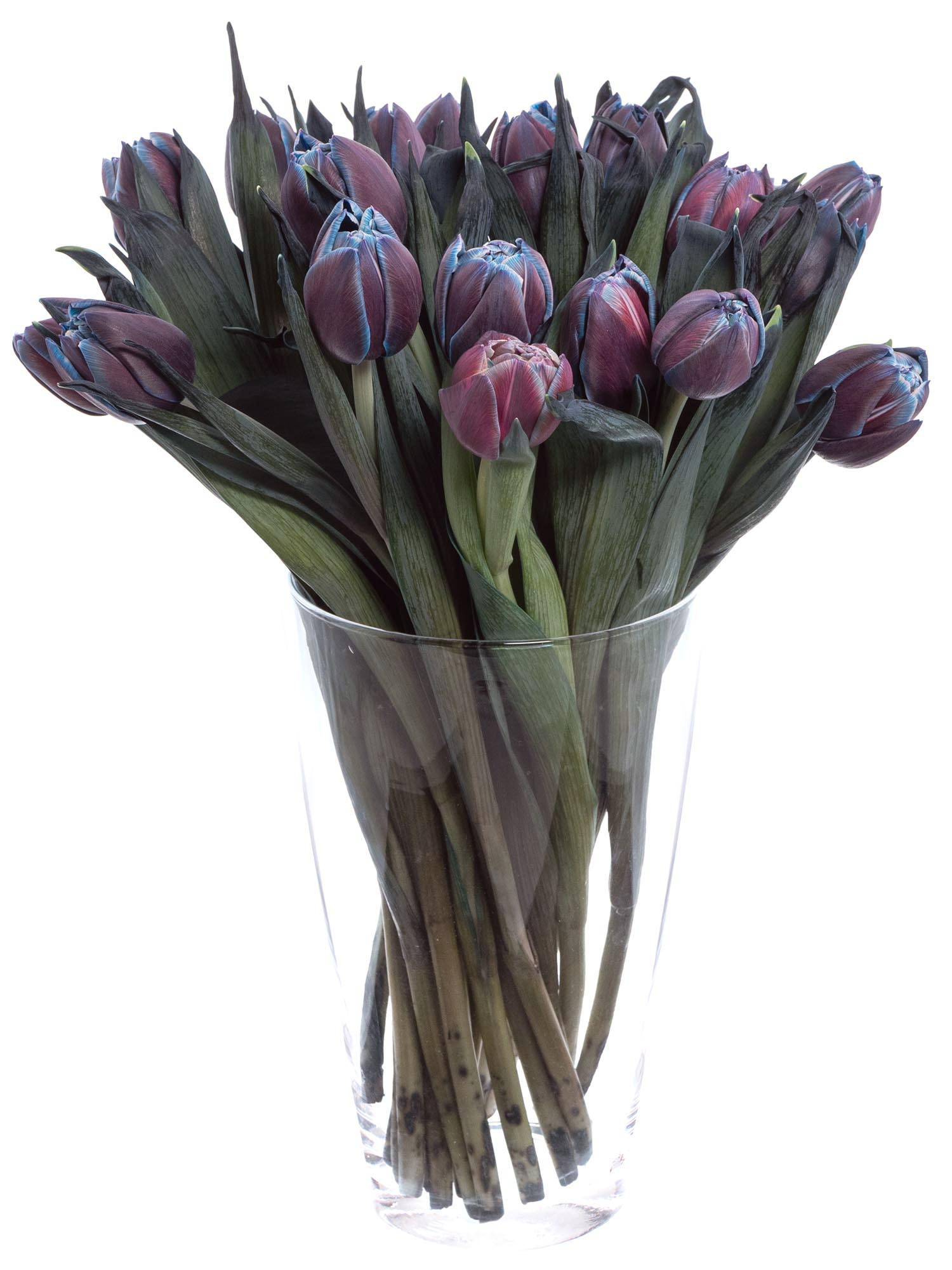 blumigo-tulpen-moscow-midnight-gef-llt-blau-pink image 4
