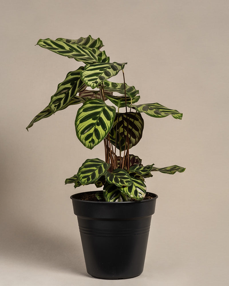 feey-variado-pfauen-korbmarante-calathea-tierfreundlich-gro image 3