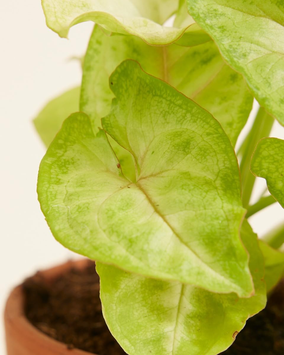 plnts-babyplnts-syngonium-mango-allusion-zimmerpflanze-6cm-topf image 4