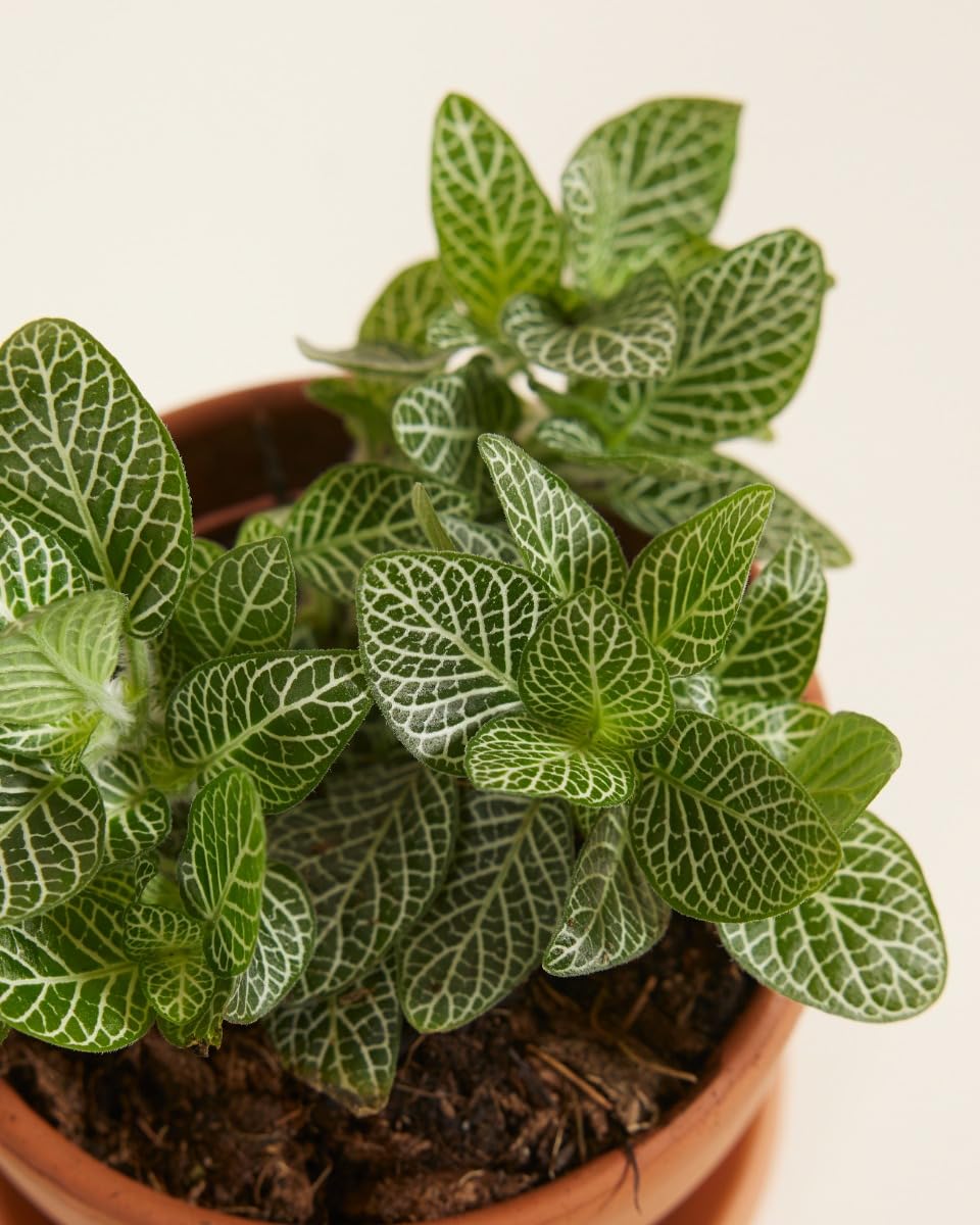 plnts-babyplnts-fittonia-verschaffeltii-10cm-silbernetz image 4