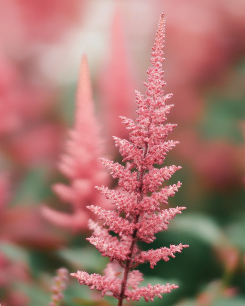 feey-amsterdam-astilbe-rosa-knollen-3-stk-schatten image 2