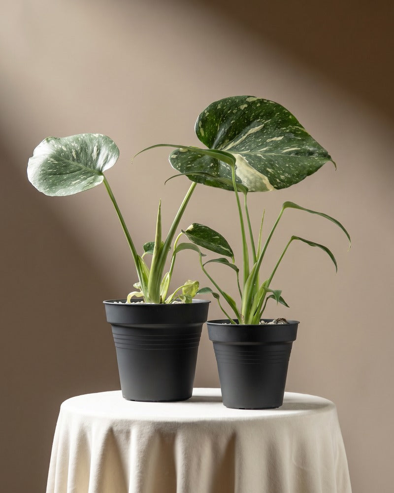 feey-variado-monstera-rarit-ten-duo-thai-flame-set image 3