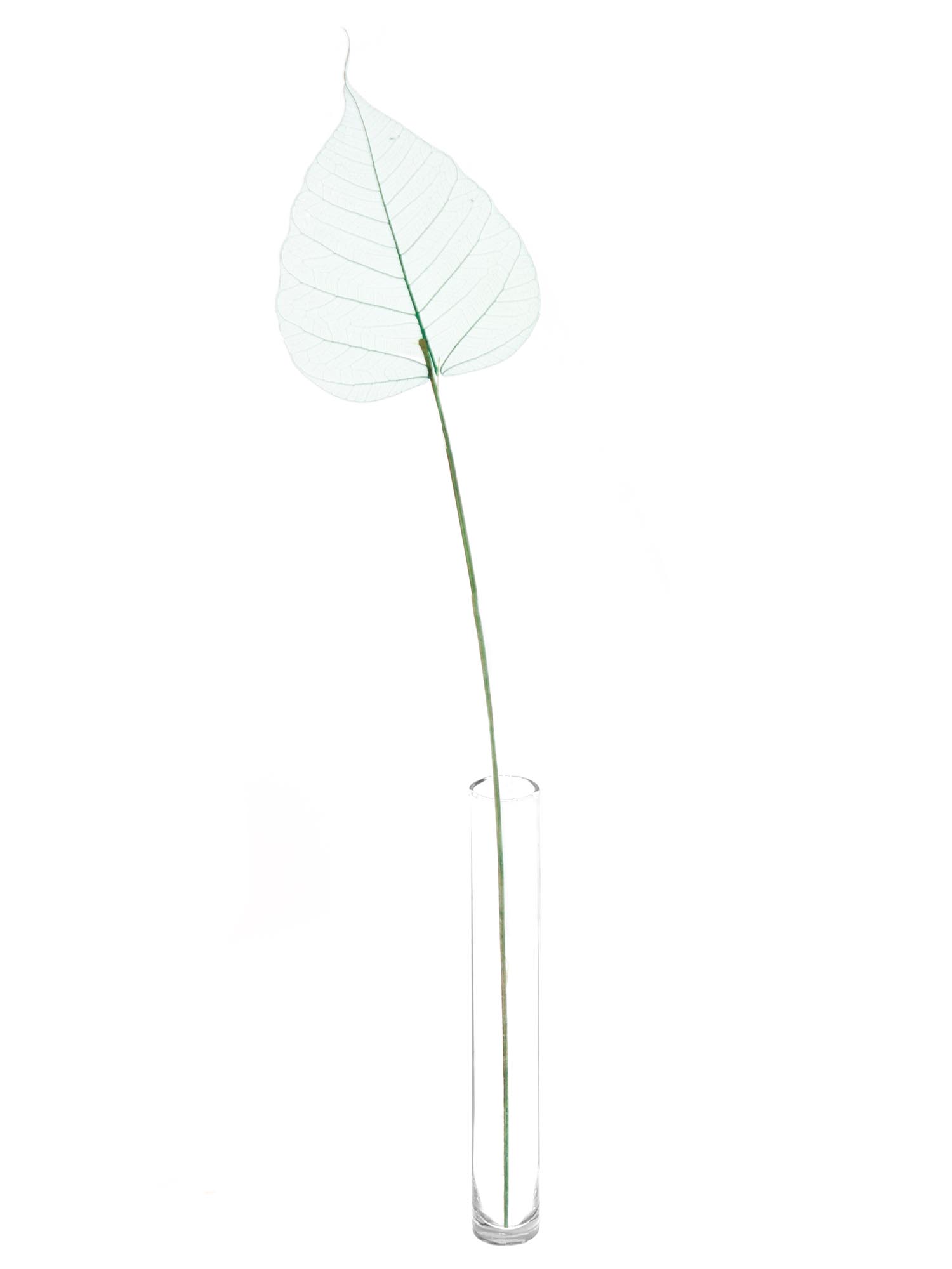 blumigo-trockenblumen-skelettbl-tter-bl-tter-gr-n image 3
