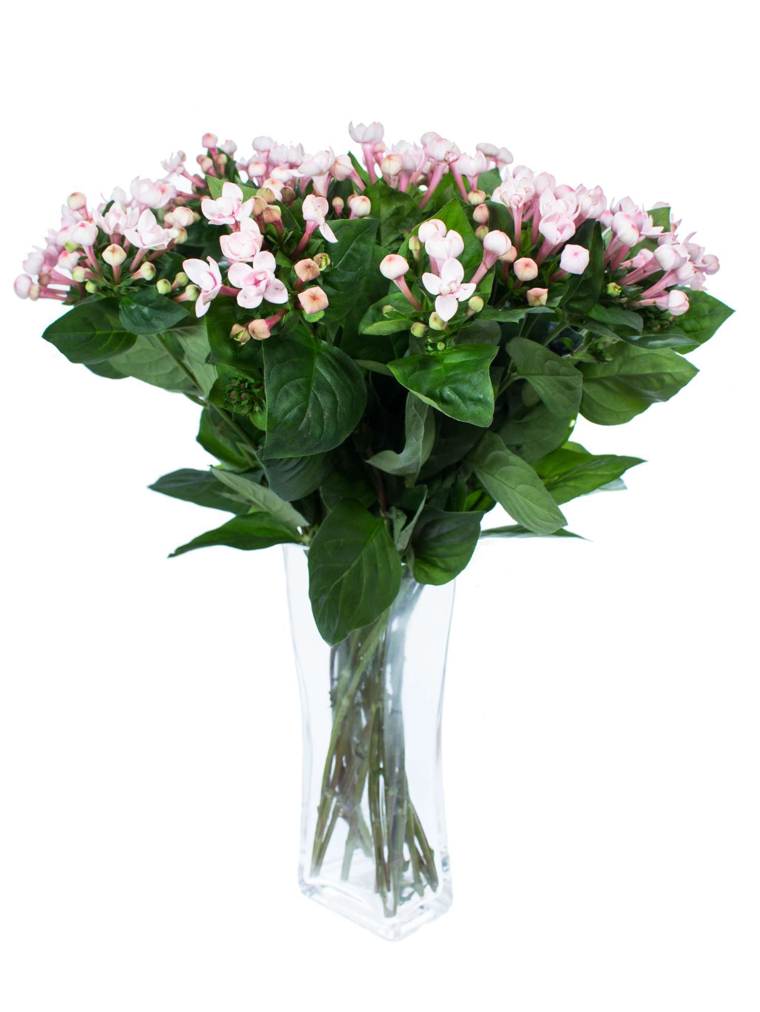 blumigo-bouvardien-diamond-princie-rosa-blume image 2