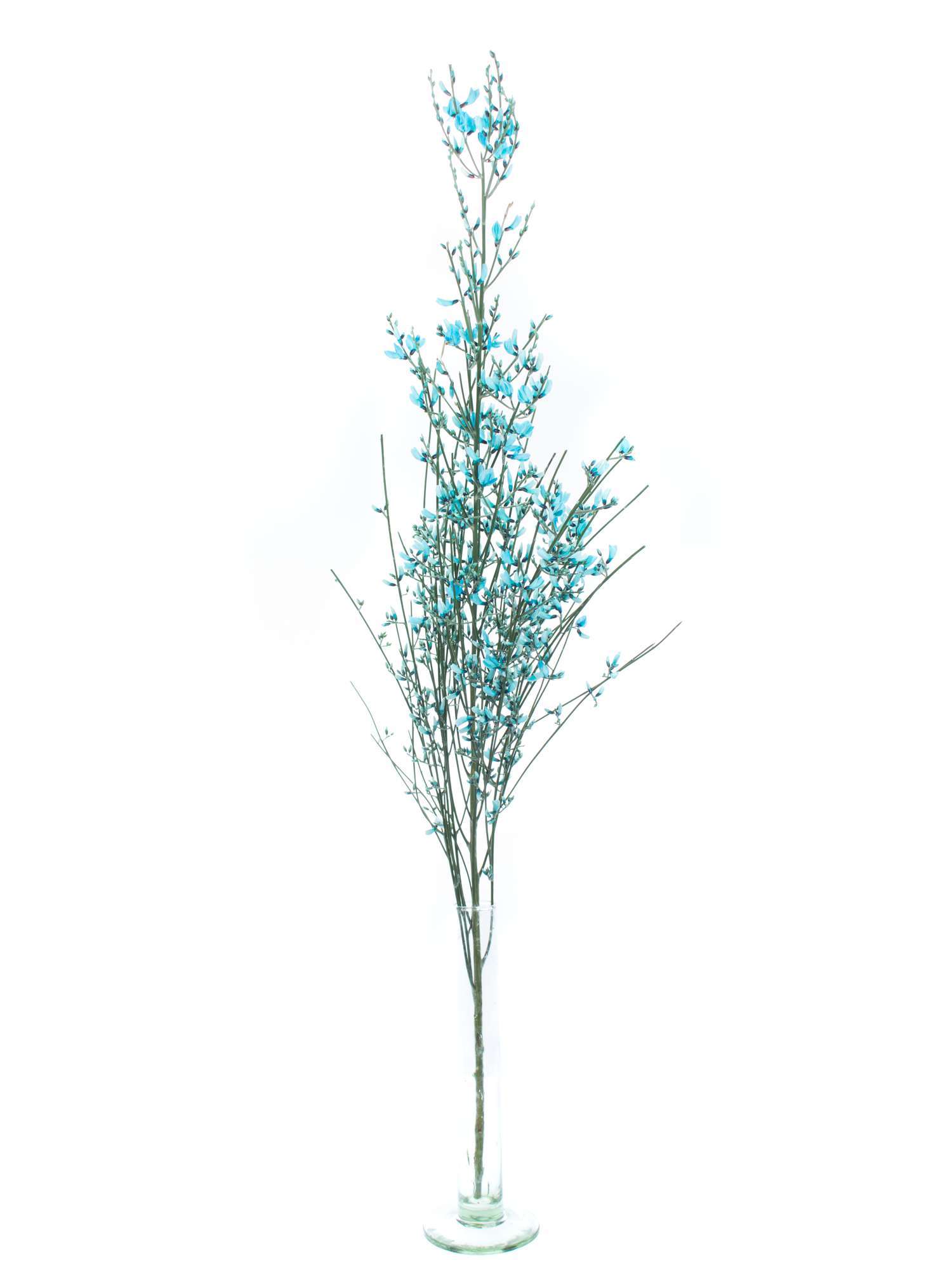 blumigo-zweige-ginster-blau-deko-zweig-f-r-vase image 3