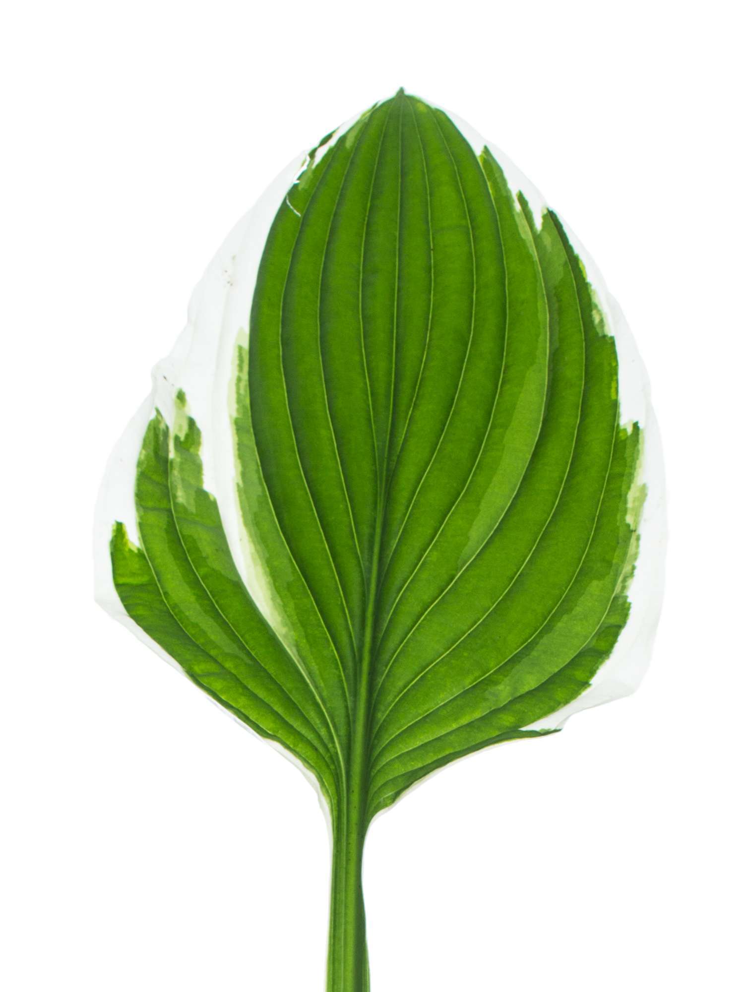 blumigo-blattwerk-hosta-francee-funkie-wei-rand image 2