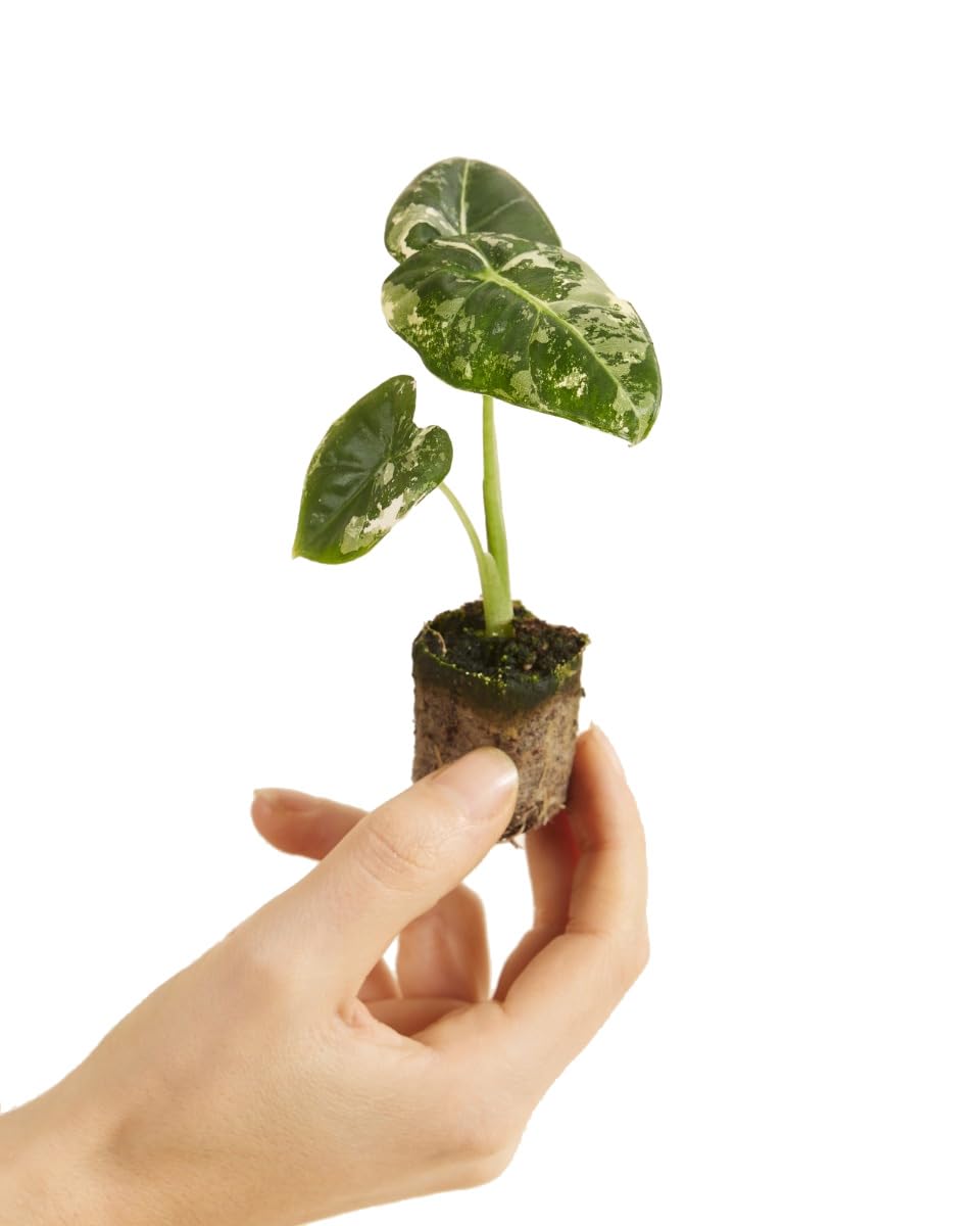 plnts-babyplnts-baby-alocasia-frydek-variegata-zimmerpflanze-12cm image 7