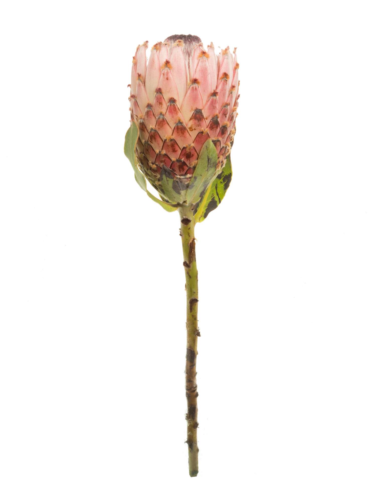 blumigo-proteen-protea-magnifica-schnittblume-exotisch-stiel image 3