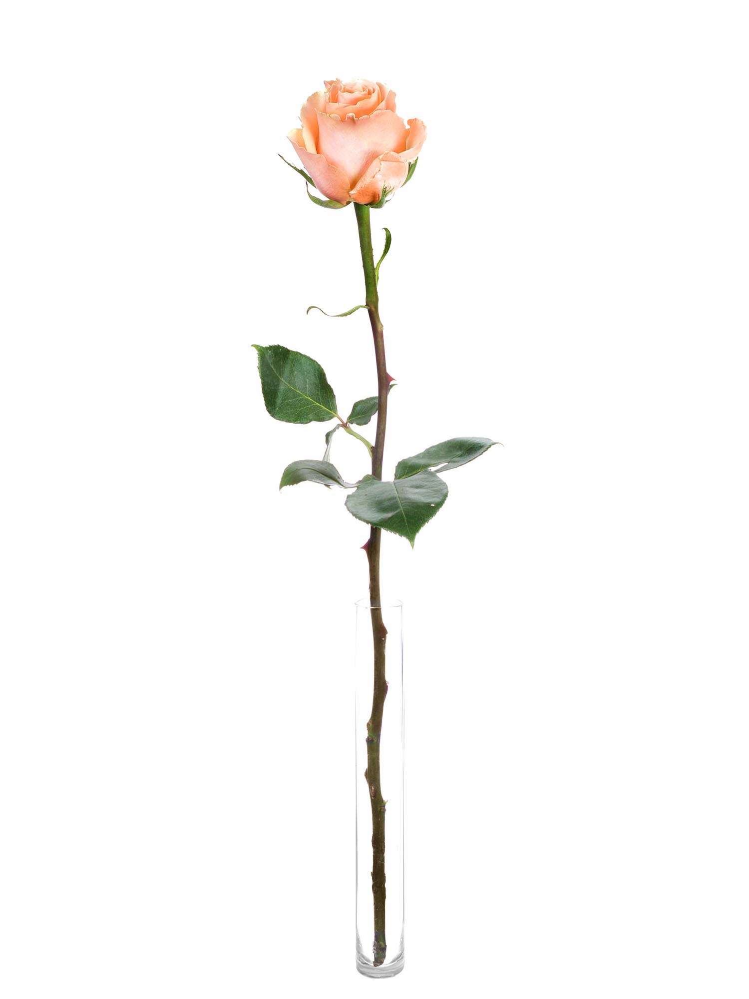 blumigo-rosen-shimmer-schnittrose-apricot-creme-pastell image 3