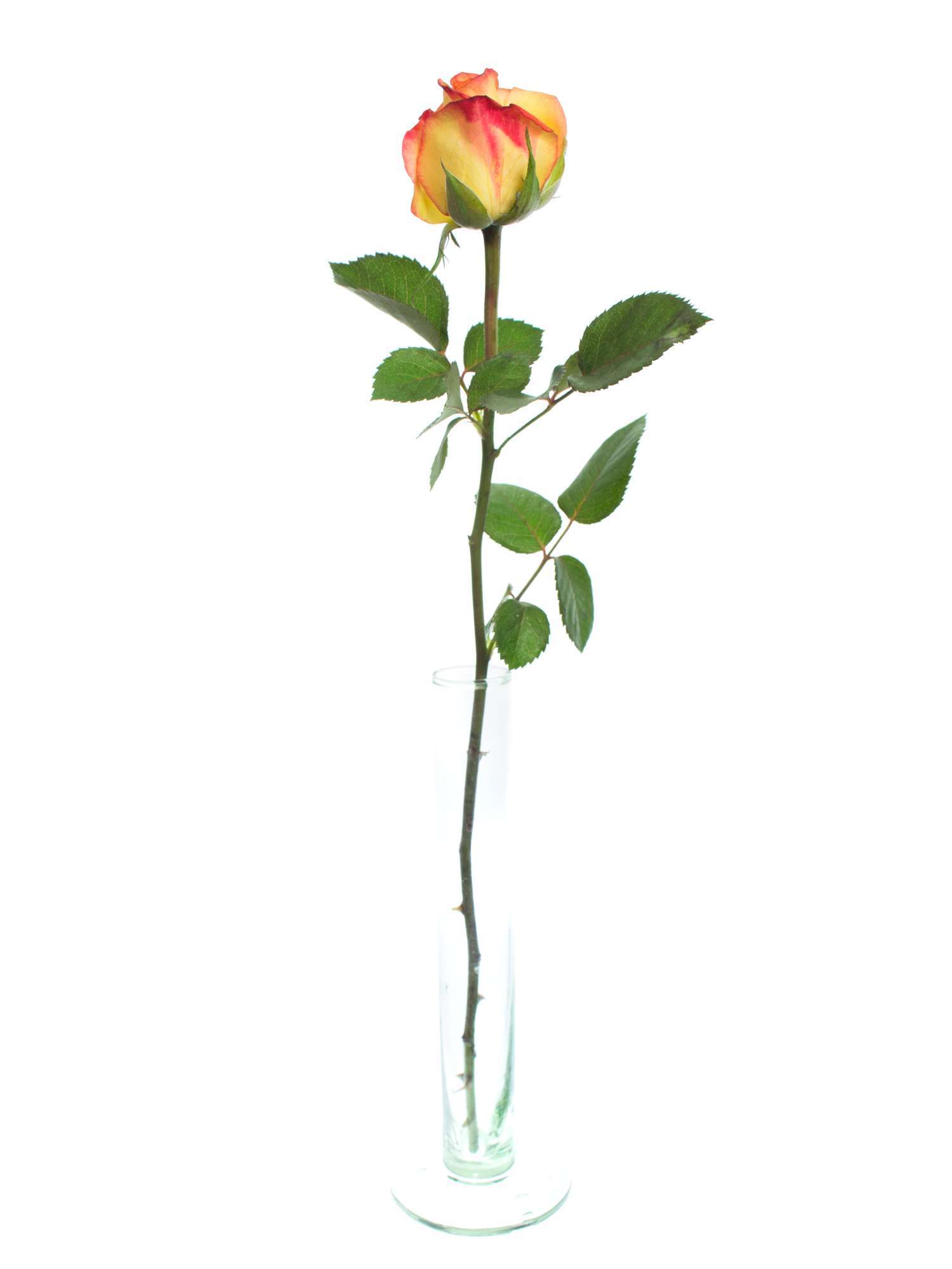 blumigo-outlaw-rose-orange-rot-einzelstiel image 3