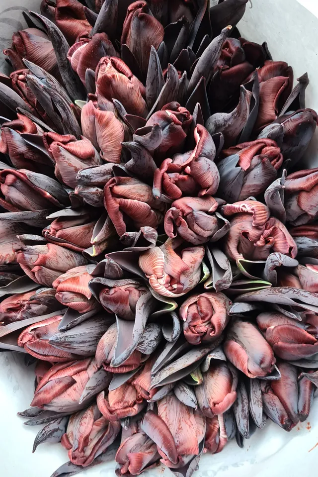 blumigo-tulpen-brownies-parrot-tulpe-gr-n-braun image 1