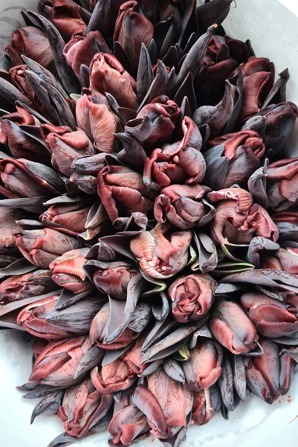 blumigo-tulpen-brownies-parrot-tulpe-gr-n-braun image 1