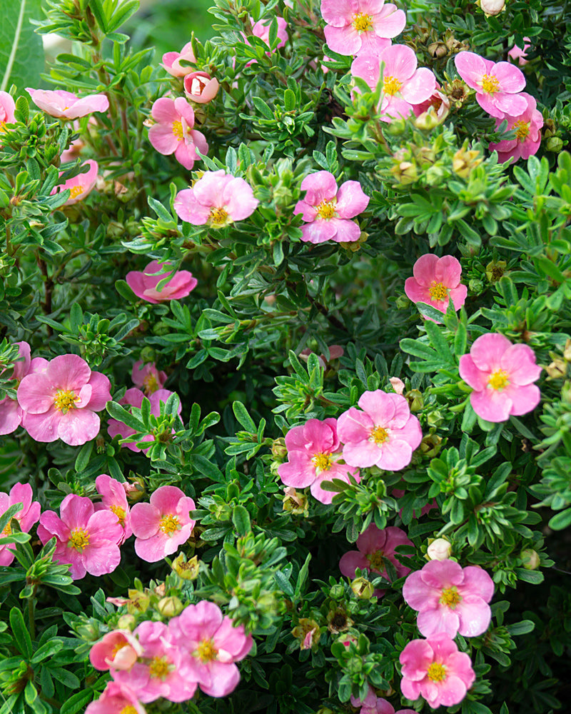 feey-amsterdam-rosa-fingerstrauch-bl-hstrauch-winterhart image 2