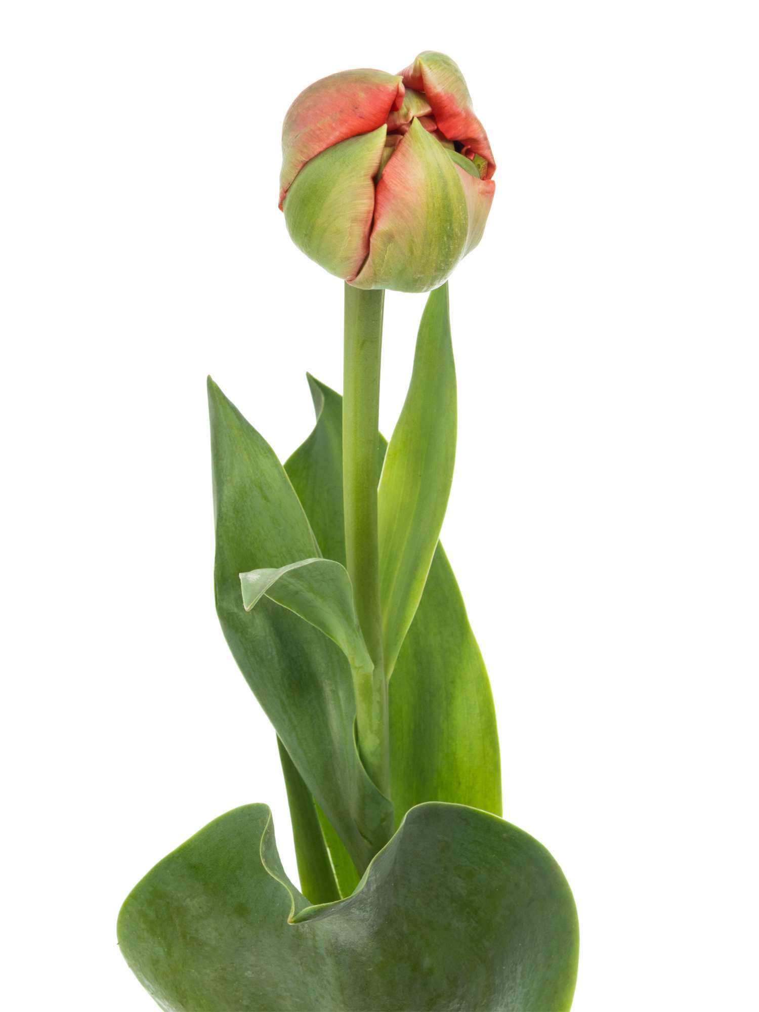 blumigo-tulpen-gudoshnik-double-gef-llt-rot-gelb-stiel image 2