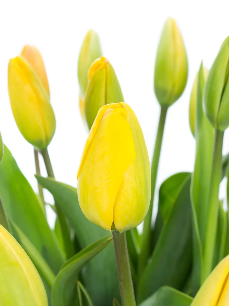 blumigo-tulpen-golden-parade-gelbe-schnittblumen-frisch-knospig image 1