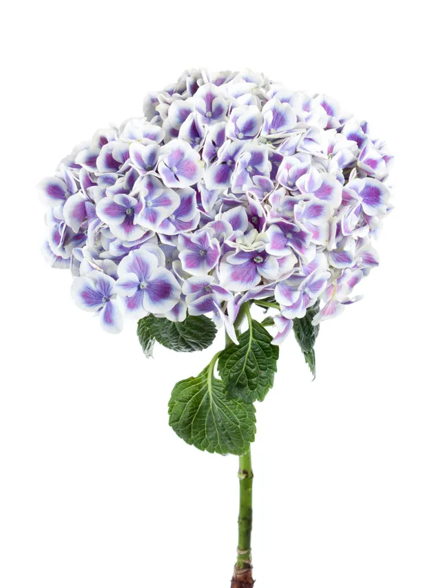 blumigo-hortensien-beauty-dali-schnittblume-violett-wei image 1