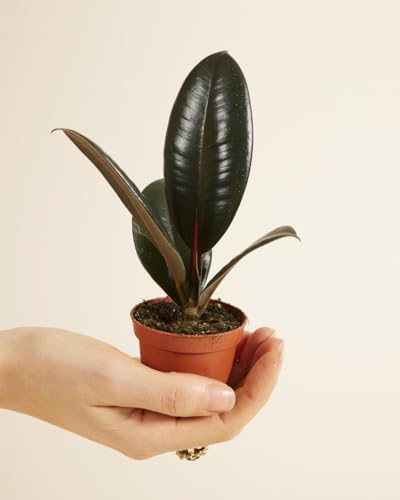 plnts-baby-ficus-robusta-gummibaum-zimmerpflanze-15-cm image 7