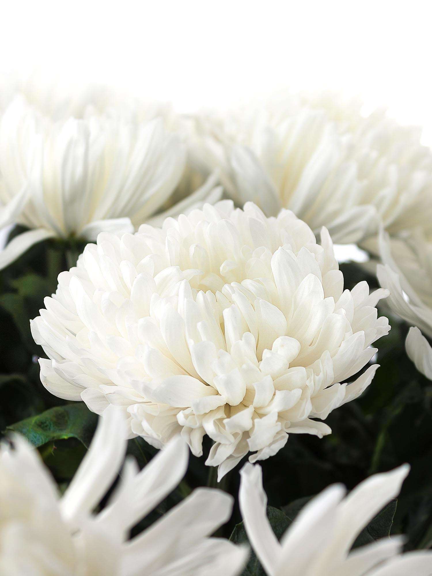 blumigo-antonov-chrysantheme-wei-frische-schnittblume image 2