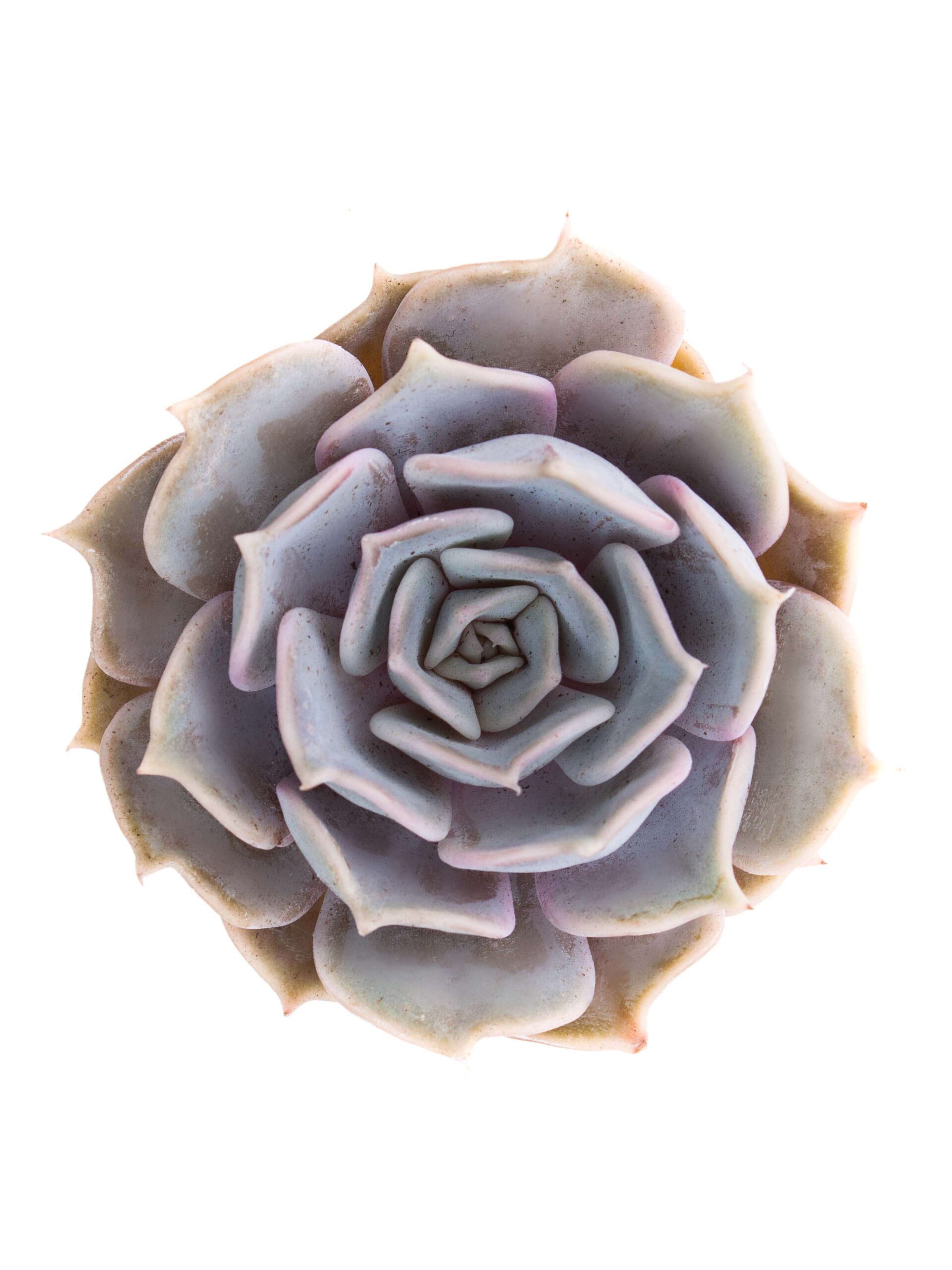 blumigo-blattwerk-und-bindegr-n-echeveria-rinionii-sukkulente-violett image 1