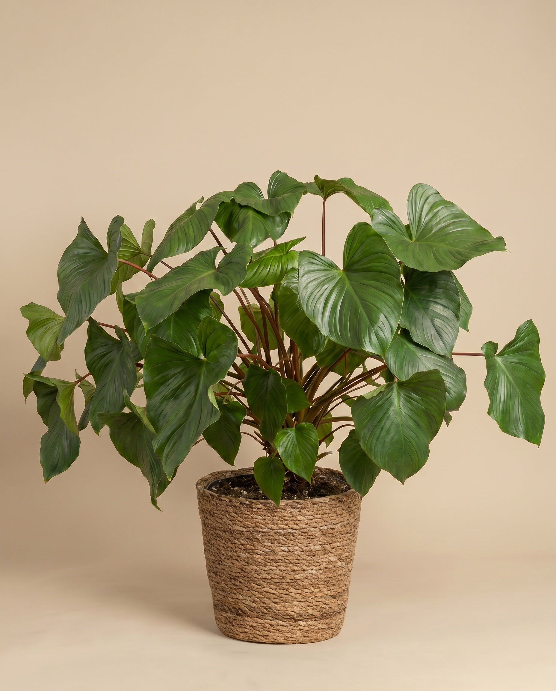 feey-variado-homalomena-maggy-zimmerpflanze-gr-n image 7