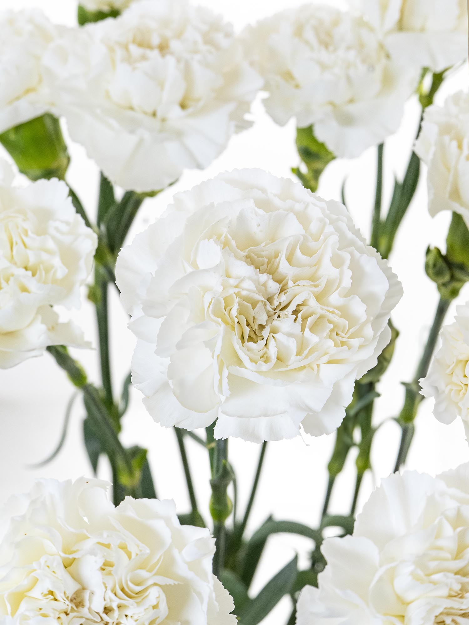 blumigo-nelken-edelnelken-baltico-schnittblume-wei image 1