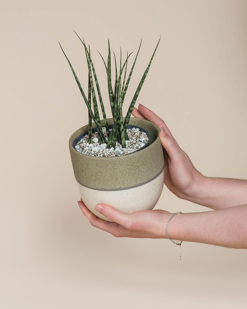 feey-variado-sansevieria-mikado-zimmerpflanze-pflegeleicht image 1