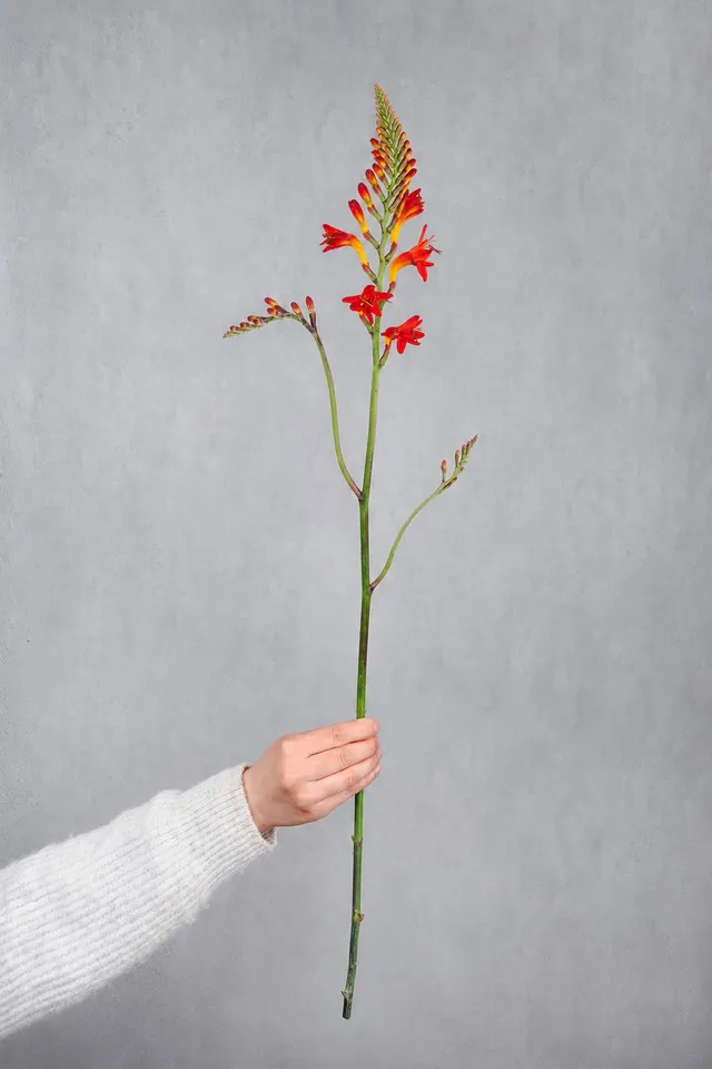 blumigo-crocosmia-lucifer-montbretie-orange-rot image 1