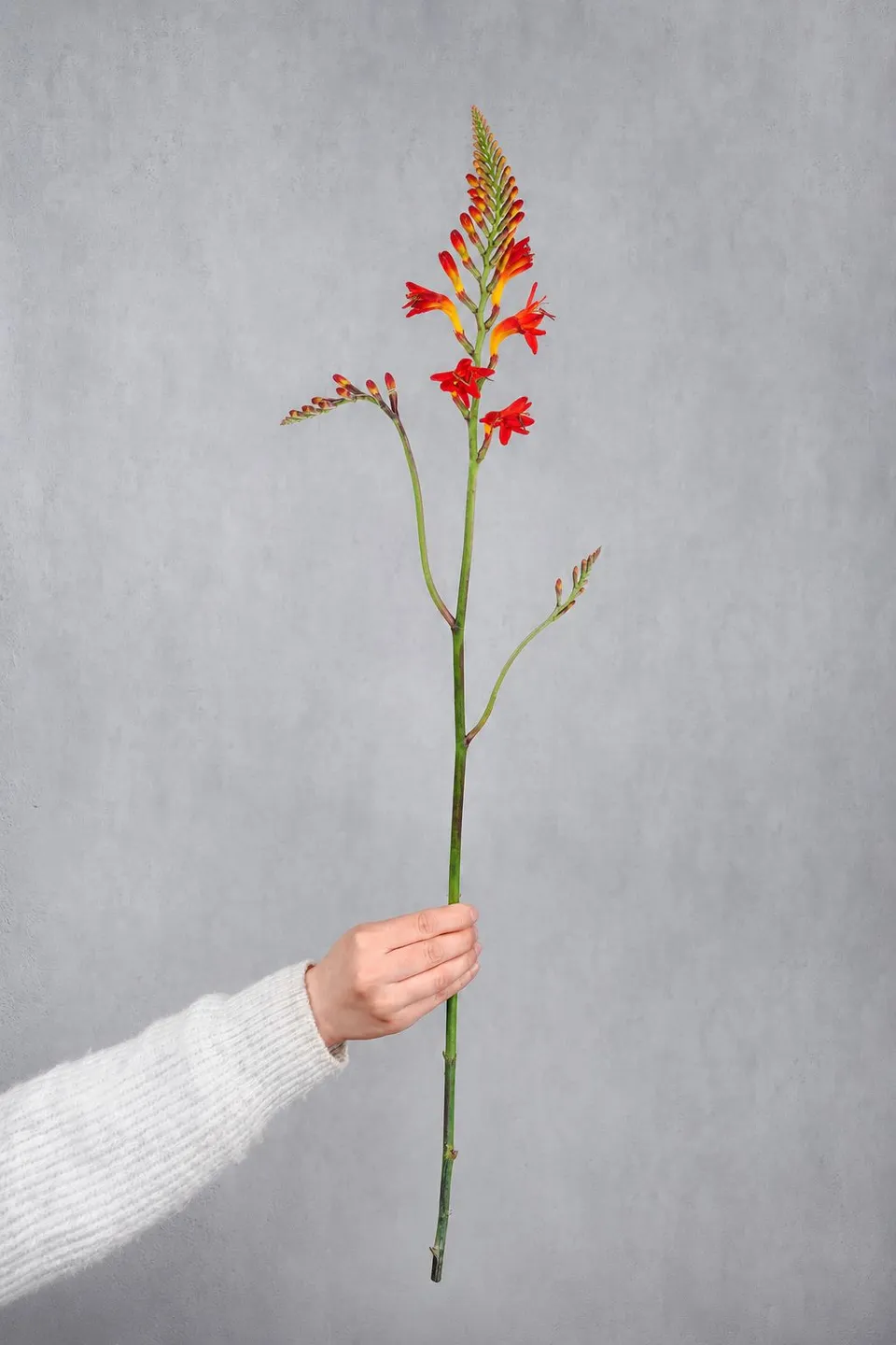 blumigo-crocosmia-lucifer-montbretie-orange-rot image 1