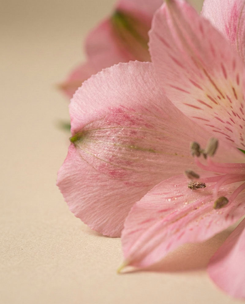 feey-rilio-alstroemeria-rosa-schnittblumen-default image 7