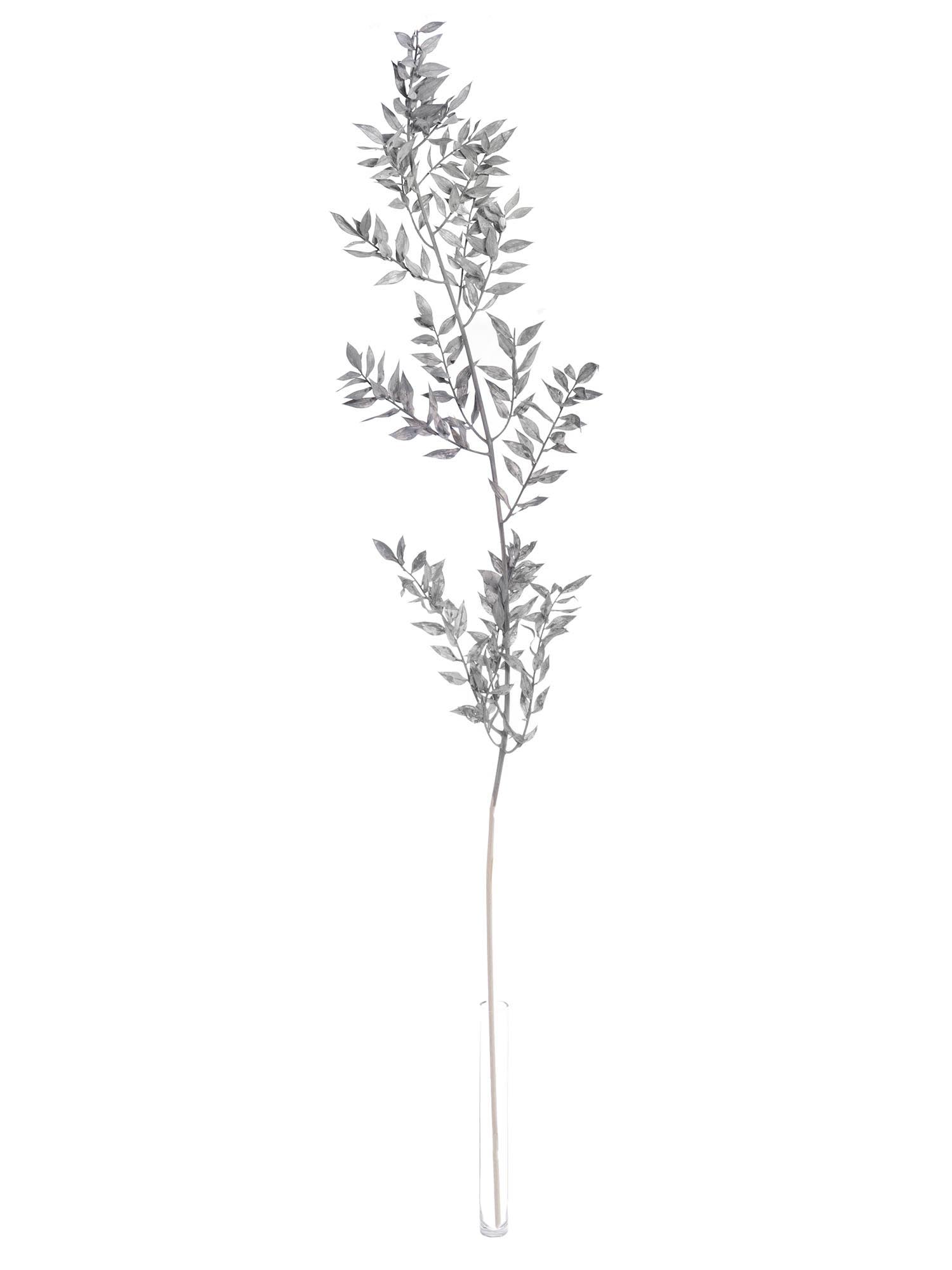 blumigo-trockenblumen-ruscus-m-usedorn-getrocknet-hellgrau image 3