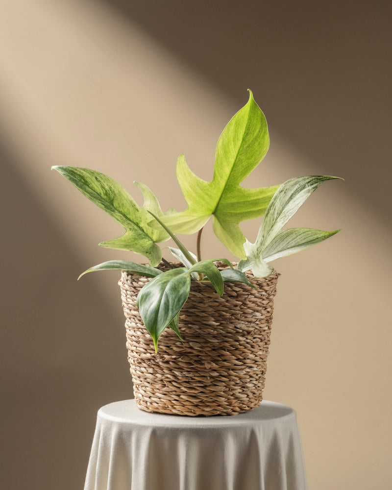 feey-variado-philodendron-florida-ghost-zimmerpflanze-rarit-t image 8
