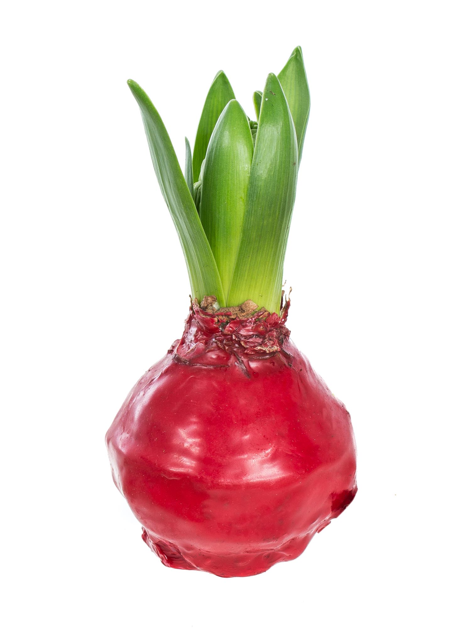 blumigo-fr-hlingsknollen-gewachste-hyazinthenknollen-rot image 1