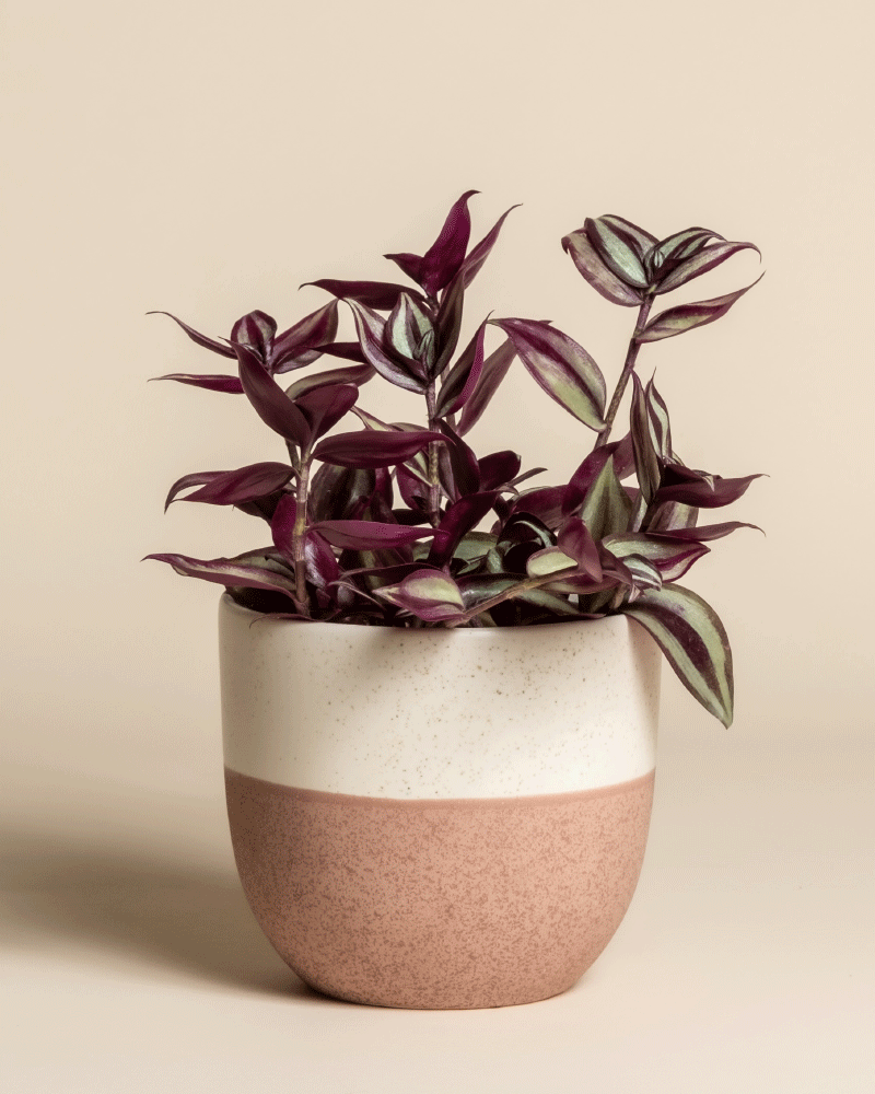 feey-variado-tradescantia-zebrina-zimmerpflanze-ohne-bertopf image 5