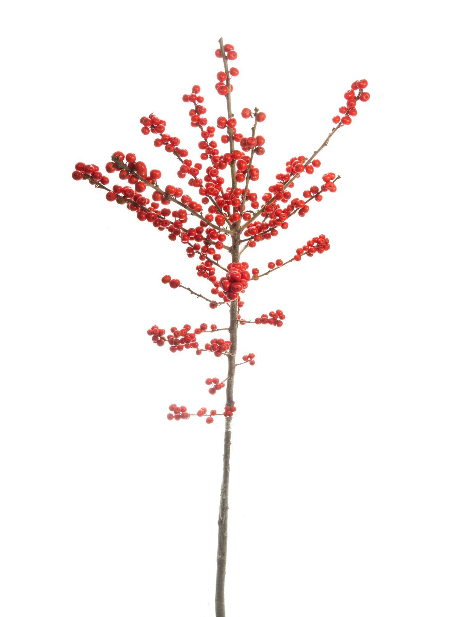blumigo-zweige-ilex-zweig-rot-kurz-f-r-deko image 2