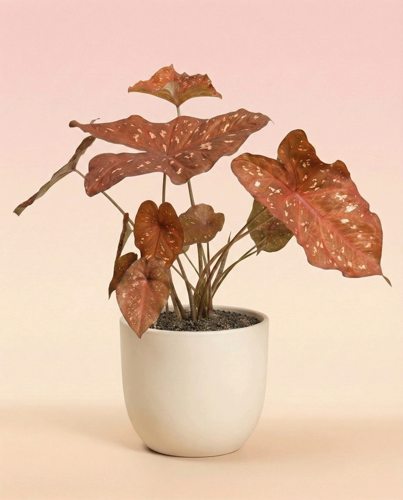 feey-variado-burning-heart-caladium-buntblatt-ohne-topf image 5
