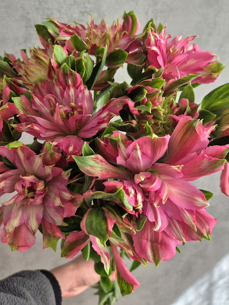 blumigo-blattwerk-sofiena-alstromerien-pink-inkalilien image 1