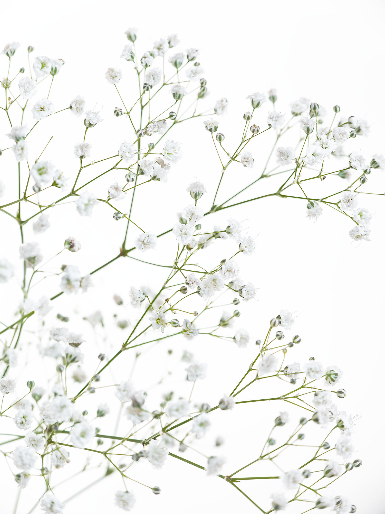 blumigo-schleierkraut-wei-schnittblume-f-r-vase-strau image 1