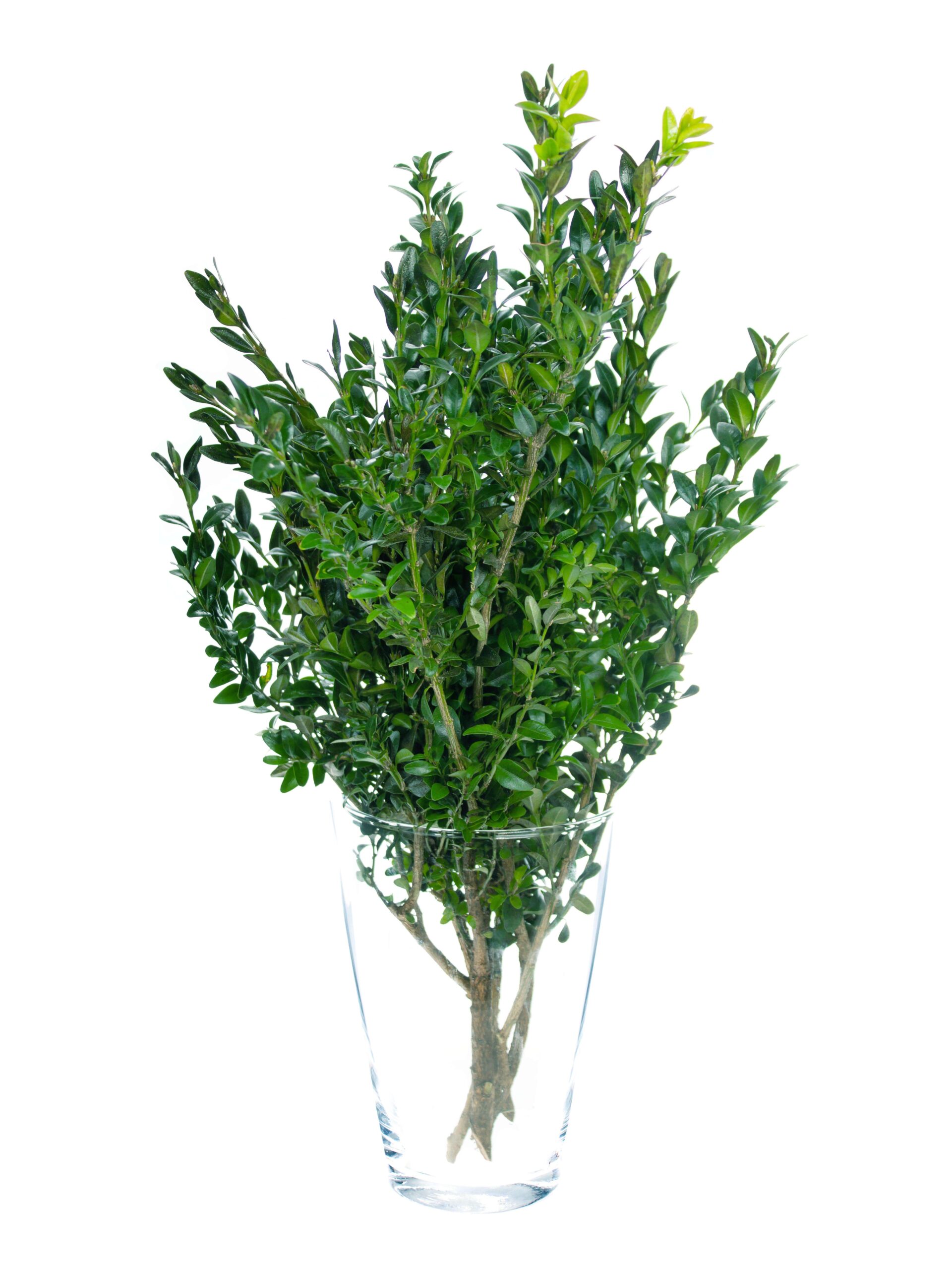 blumigo-blattwerk-und-bindegr-n-buchsbaum-gr-n-schnittgr-n-for-powerpoint-decorn image 3