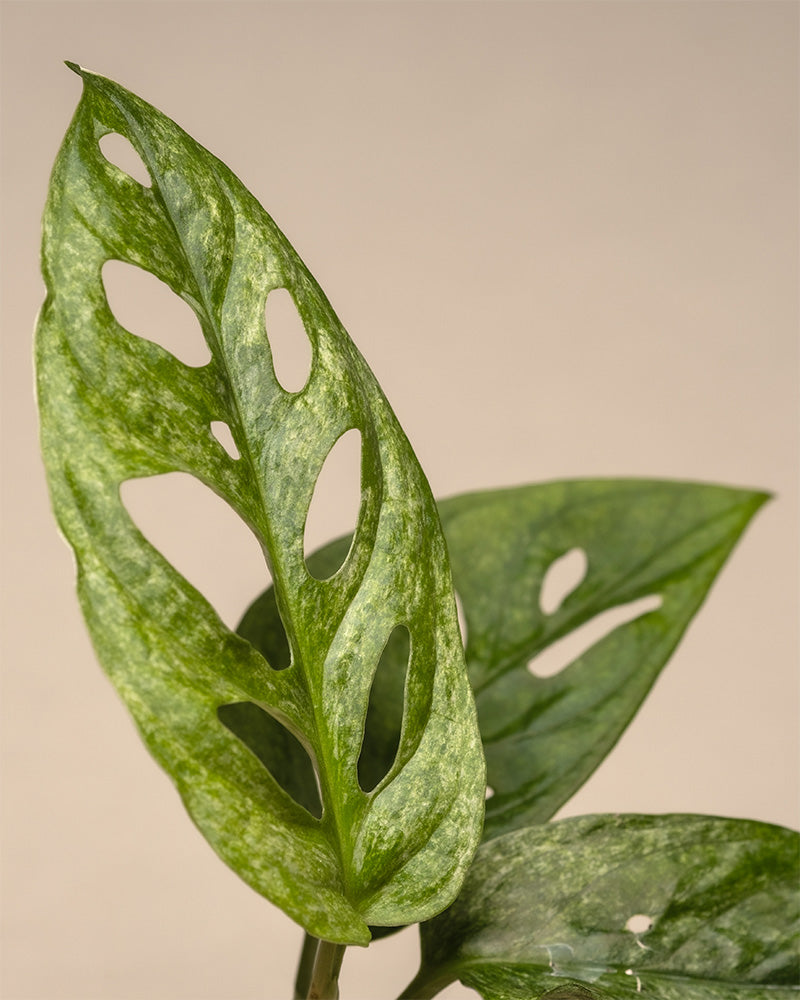 feey-variado-monstera-adansonii-mint-babypflanze-ohne-bertopf image 2