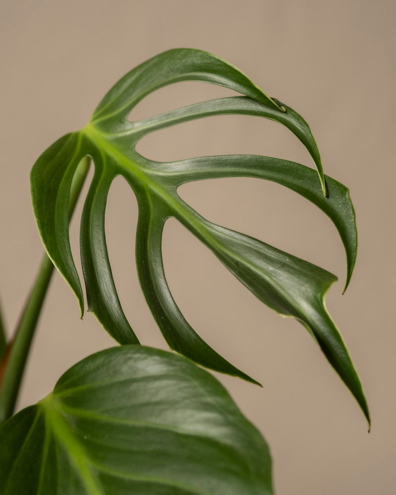 feey-variado-monstera-burle-marx-flame-zimmerpflanze image 2