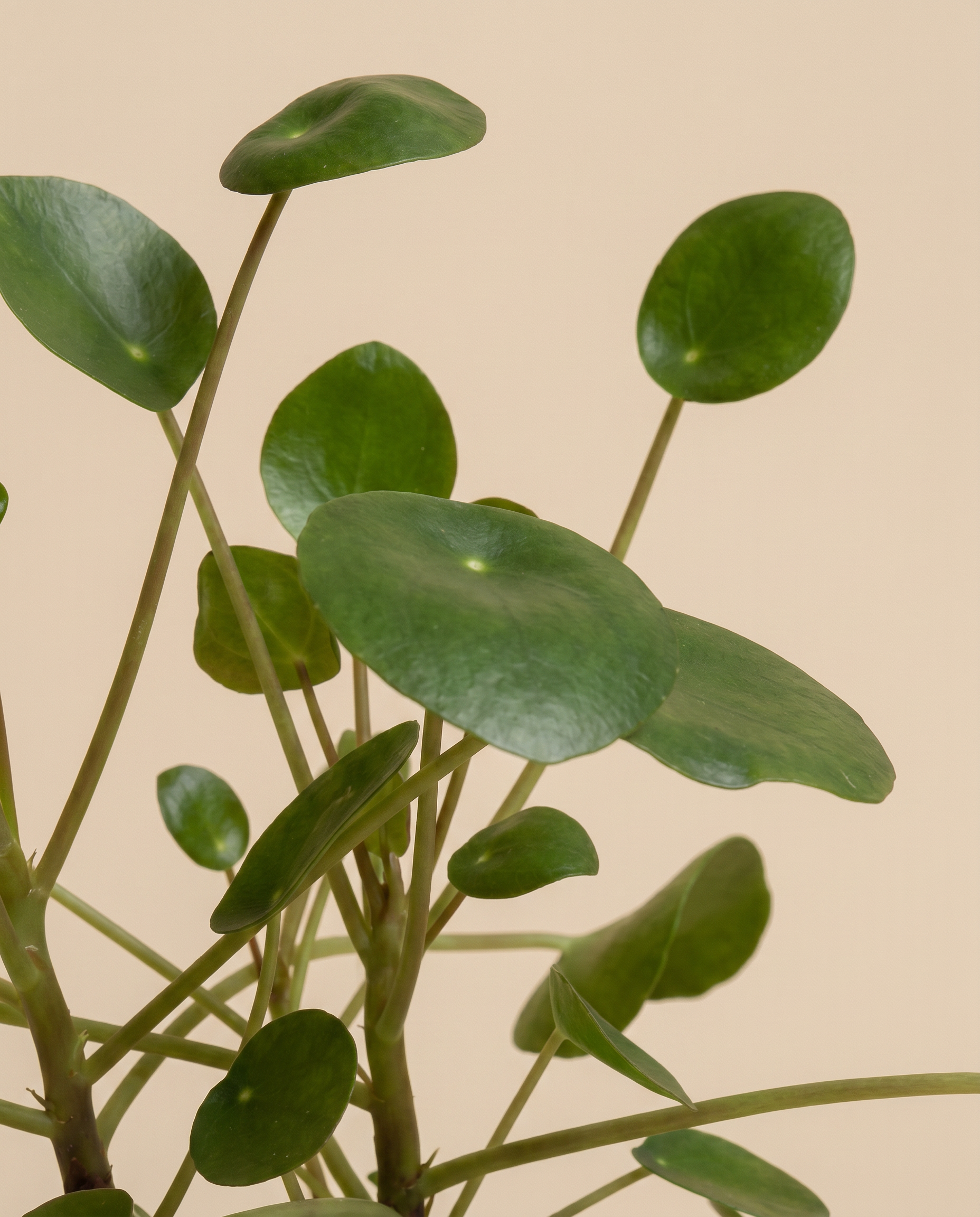 feey-variado-ufopflanze-pilea-zimmerpflanze-klein-ohne-bertopf image 4