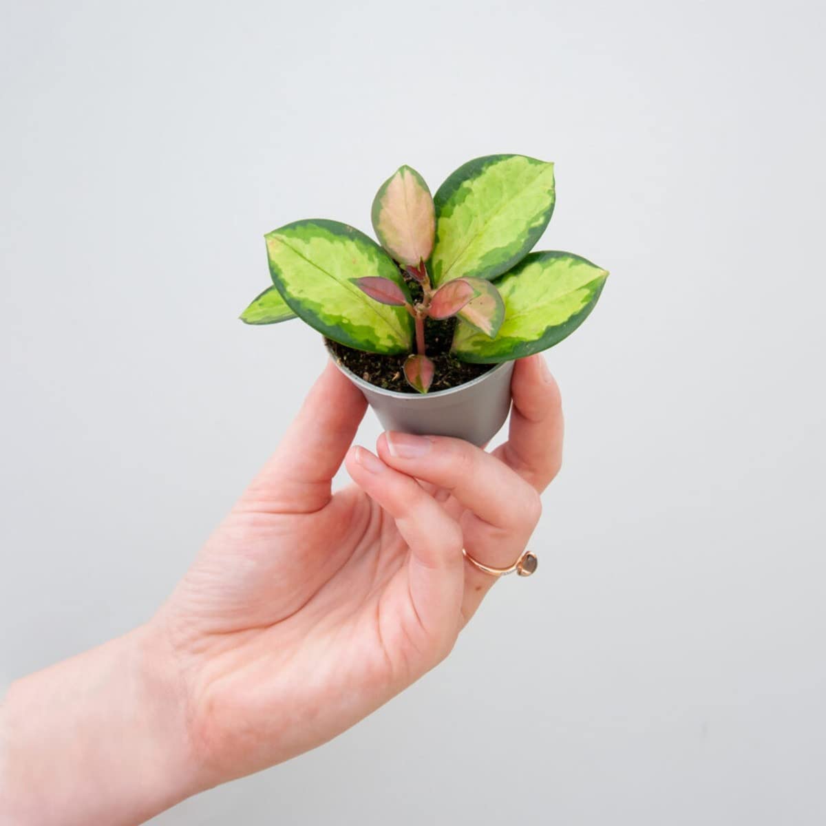 plnts-babyplnts-hoya-australis-lisa-wachsblume-6cm-topf image 6