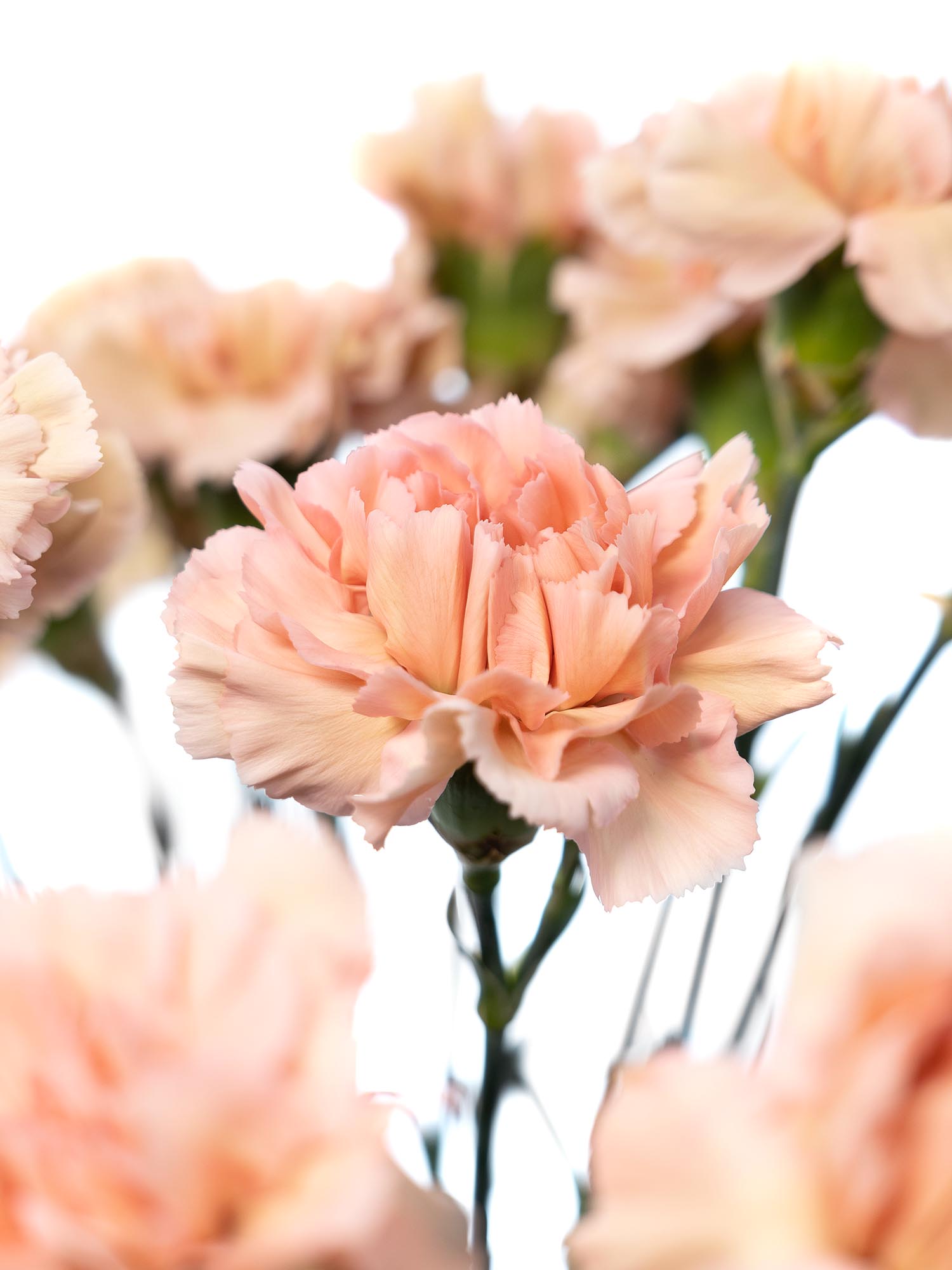 blumigo-nelken-edelnelken-caramel-schnittblume-creme-beige image 2