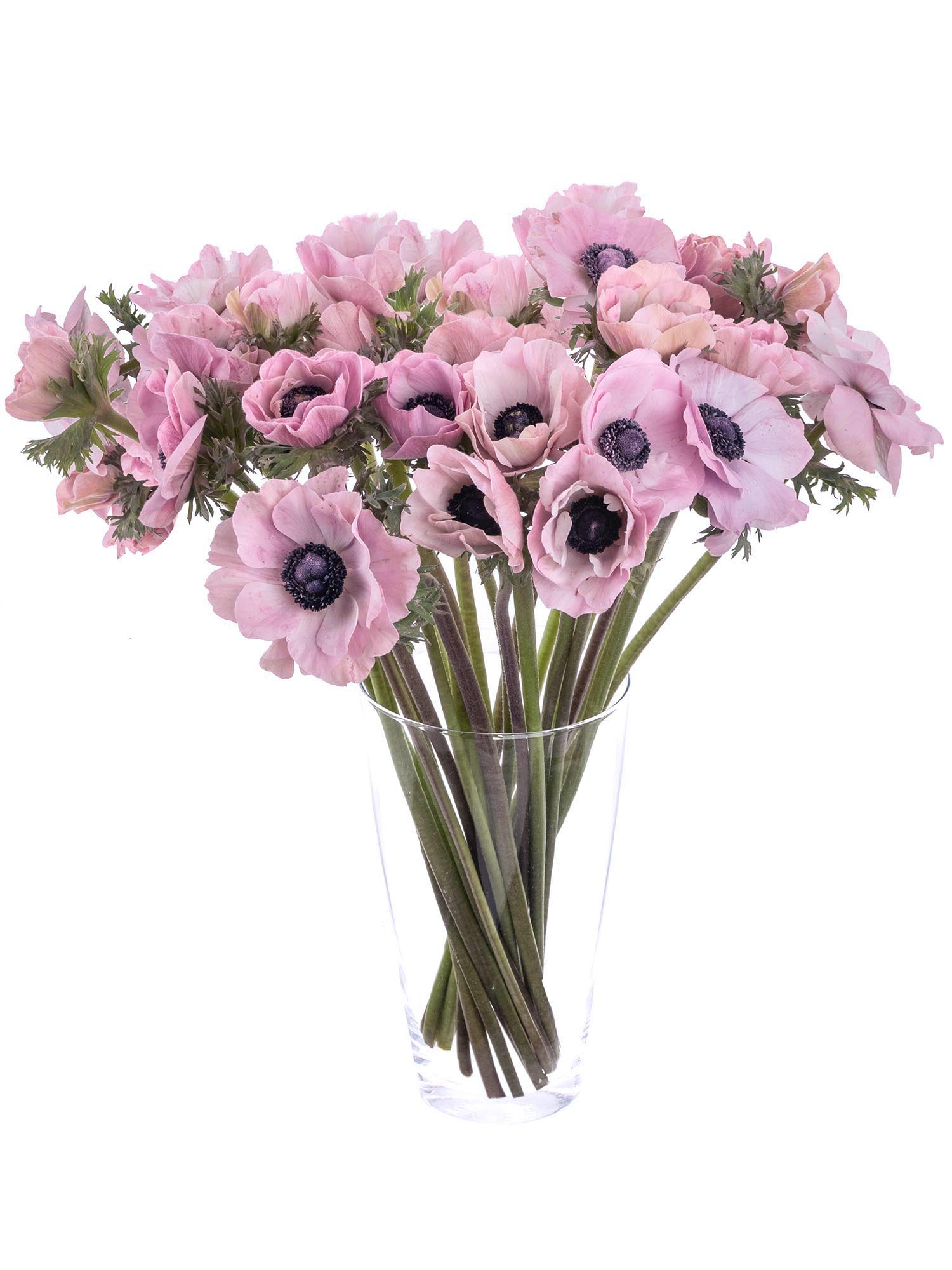 blumigo-anemonen-xl-mistral-powder-old-pink-rosa-schnittblume image 3