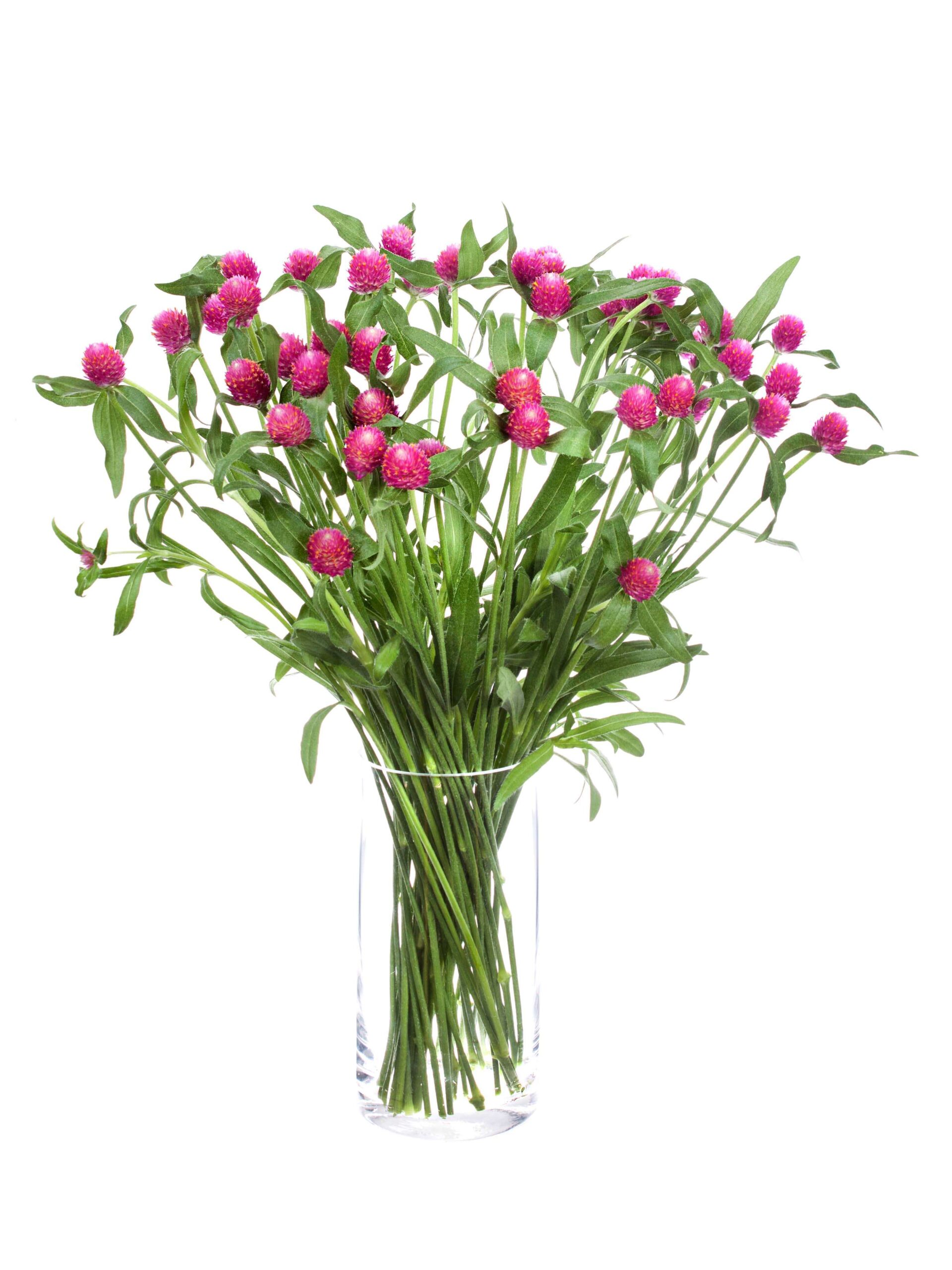 blumigo-gomphrena-kugelamarant-pink-schnittblume image 2
