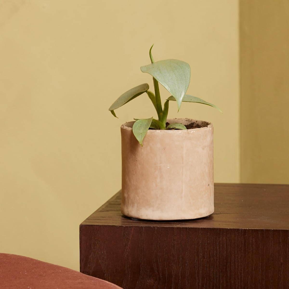 plnts-babyplnts-philodendron-silver-sword-zimmerpflanze-15cm image 6