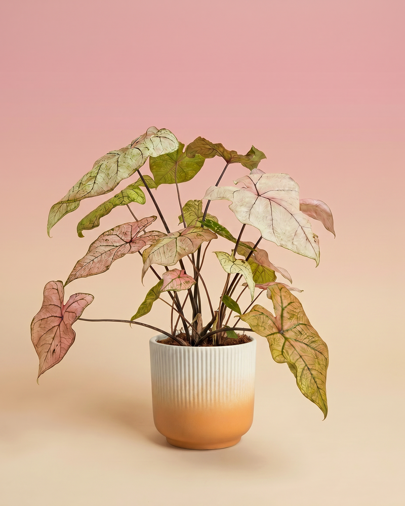 feey-variado-spring-fling-kaladie-zimmerpflanze-rosa-ohne-bertopf image 7