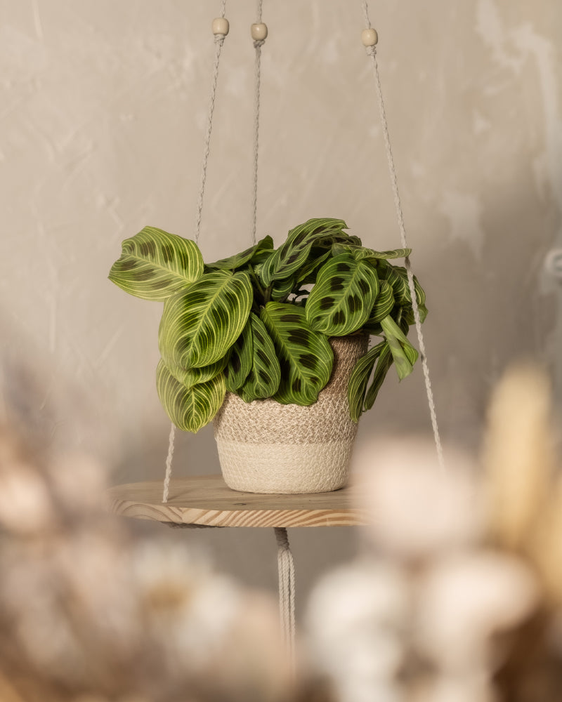 feey-variado-maranta-light-veins-zimmerpflanze-ohne-bertopf image 4