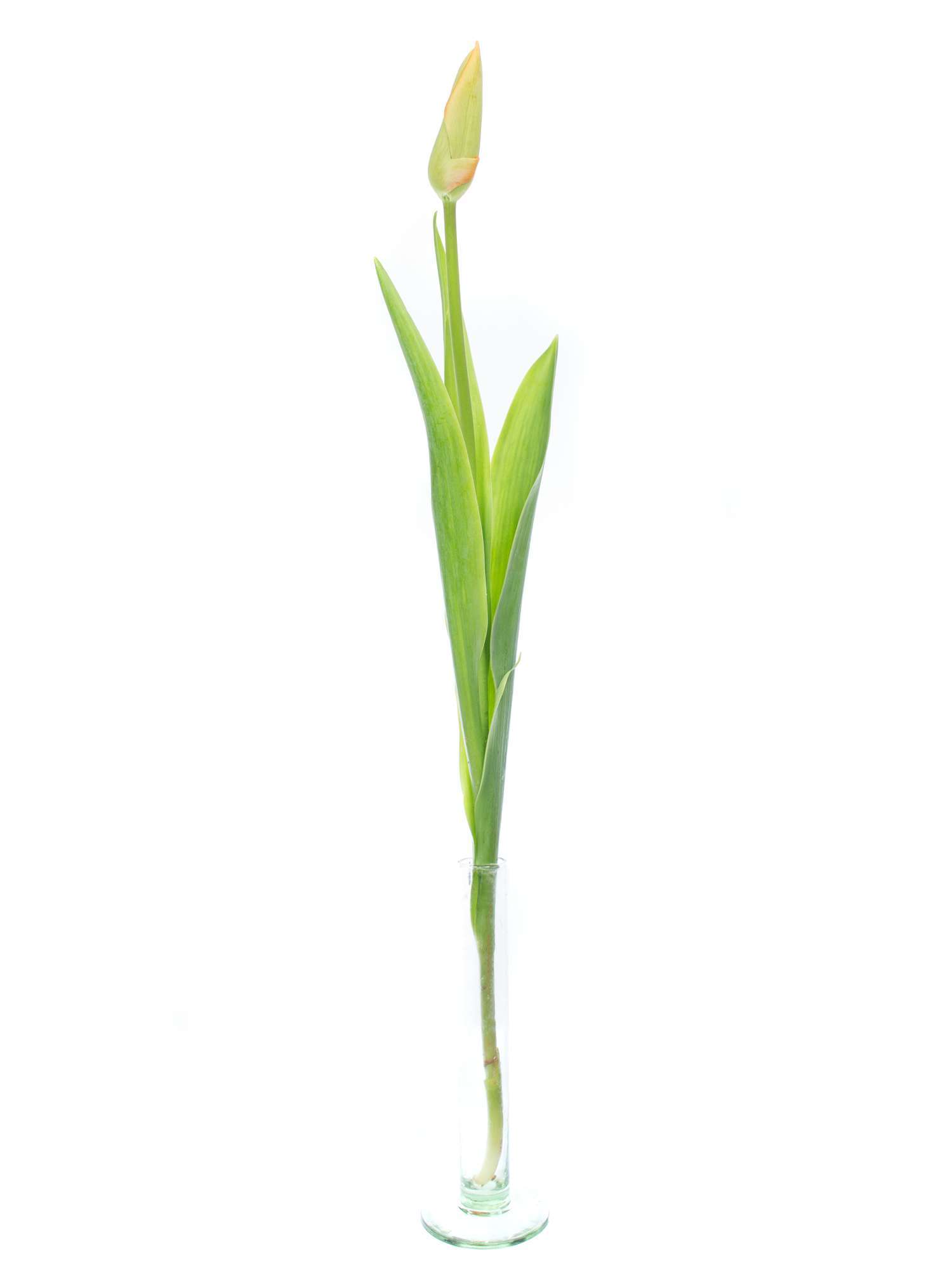 blumigo-tulpen-avignon-franz-sische-tulpen-lachs-orange image 3